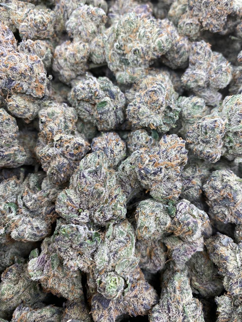 Blue Gum