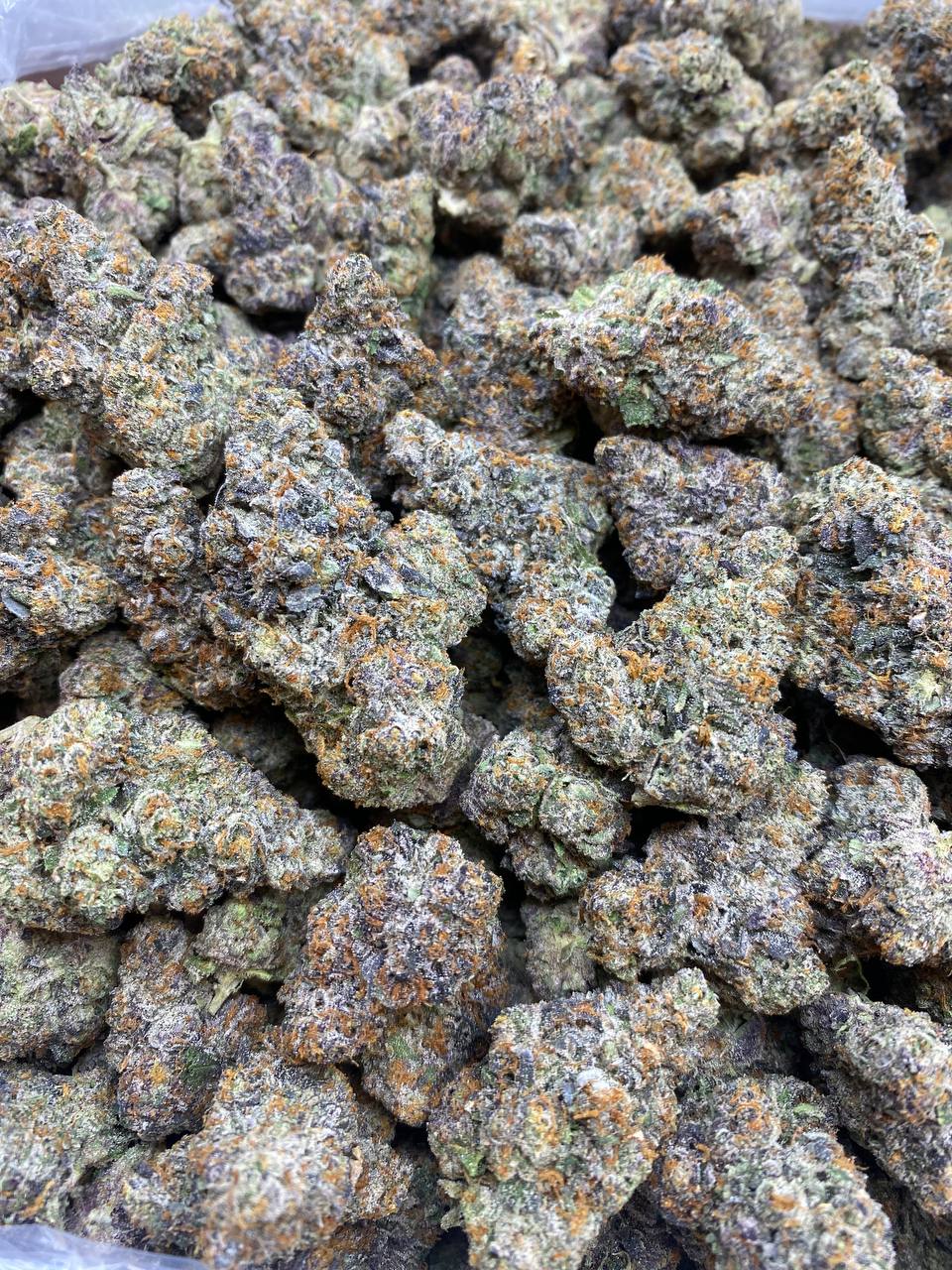 Gelato 41