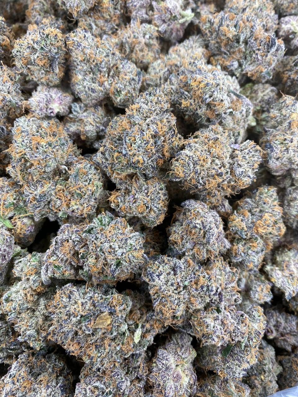 Grand Daddy Purps