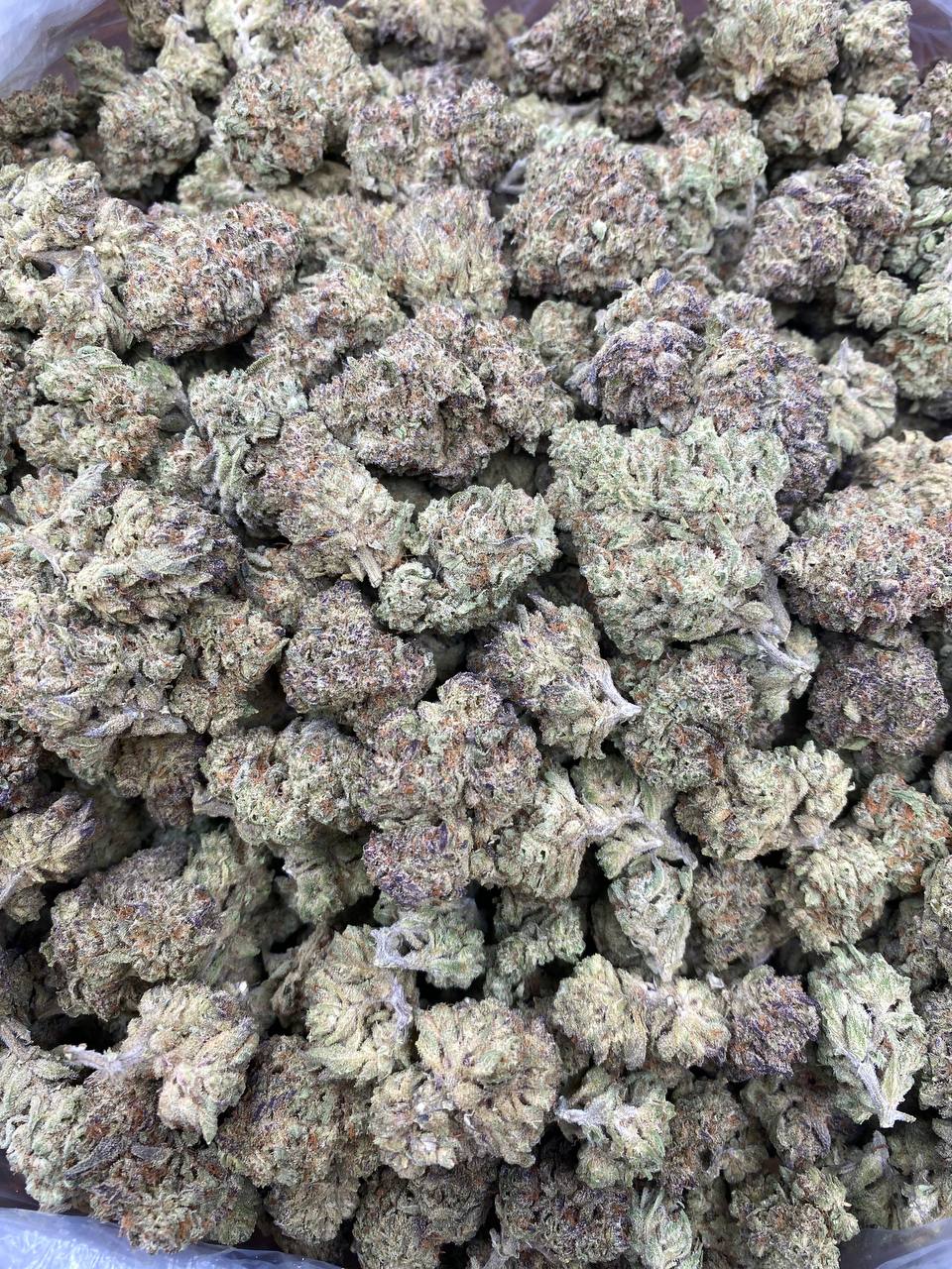 Northern Lights #5