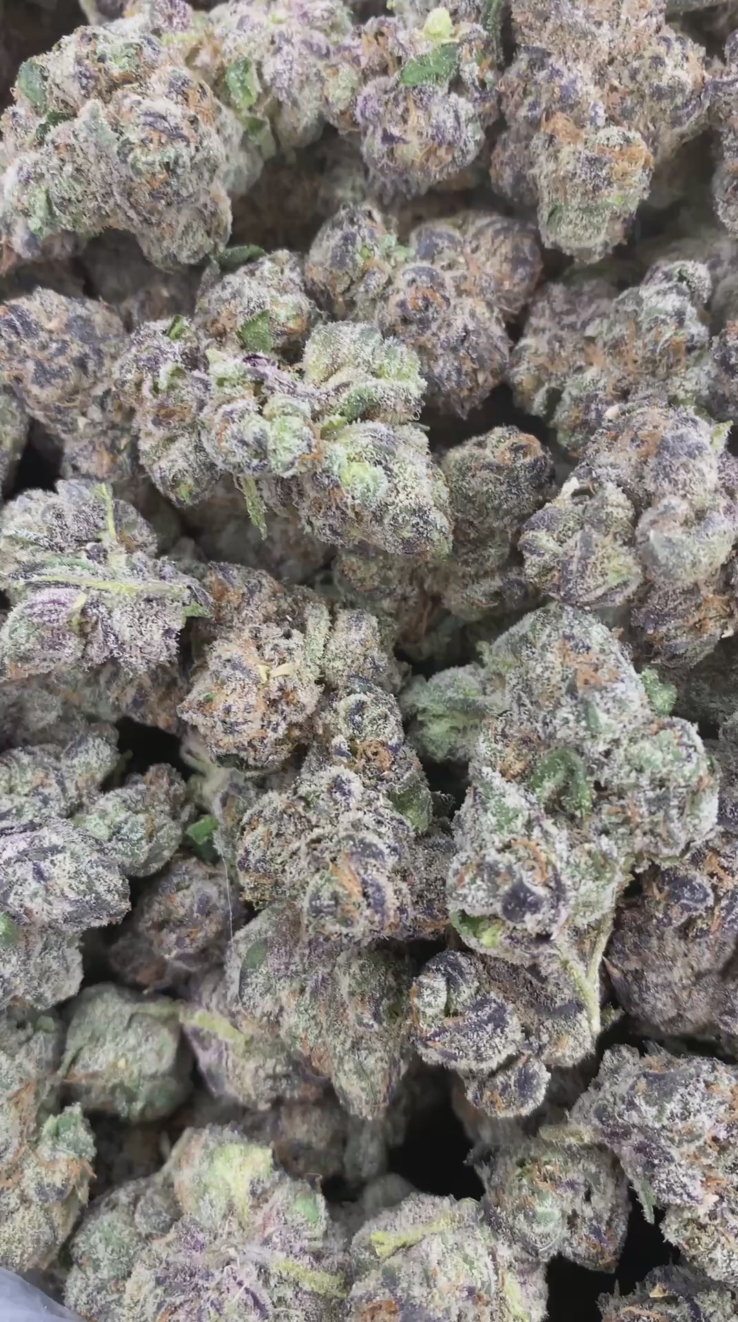 Lemon Cherry Guava