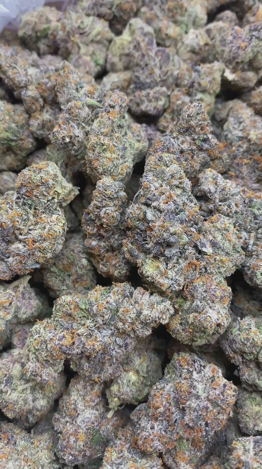 Gelato 41