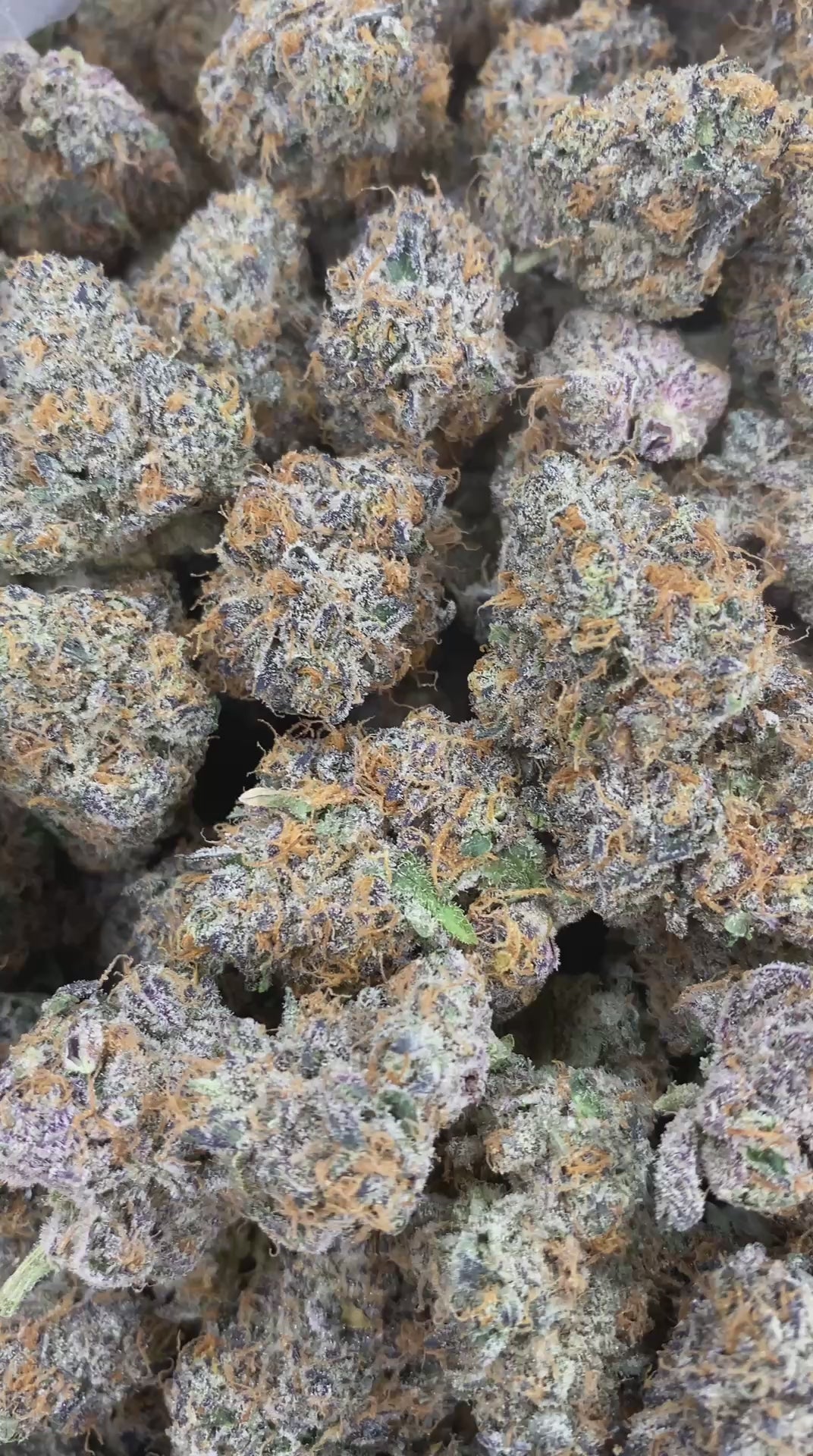 Grand Daddy Purps
