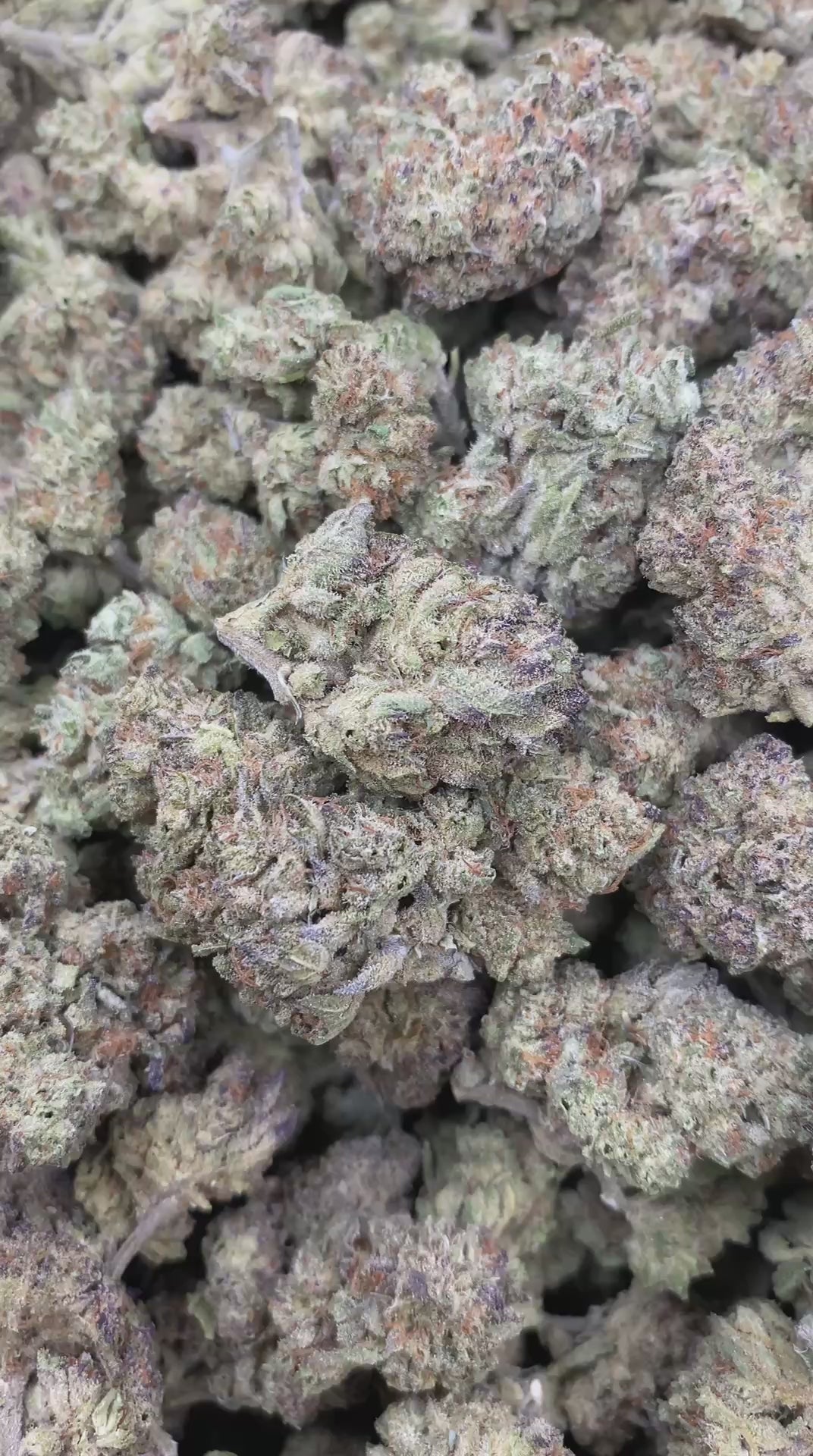 Northern Lights #5