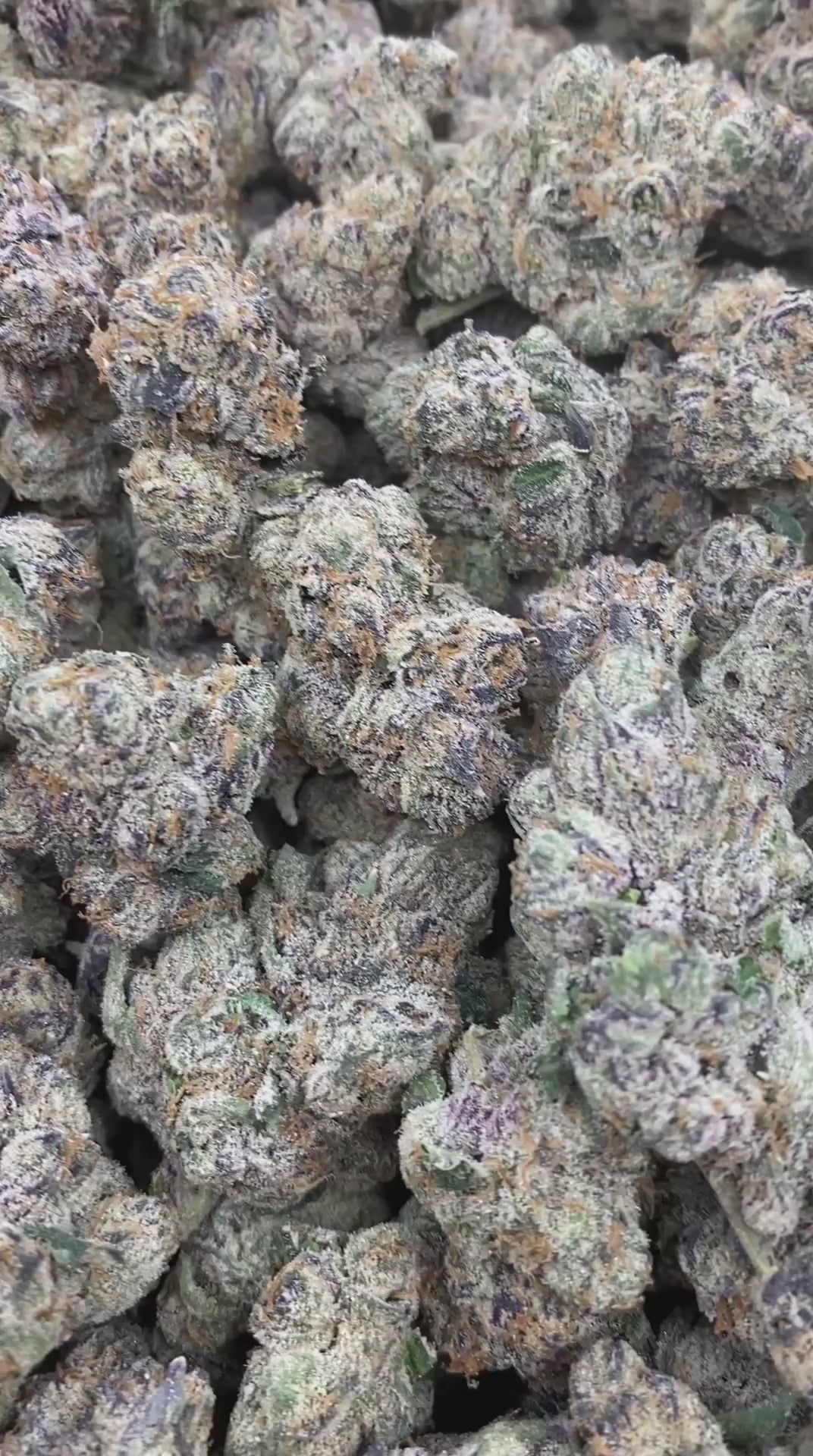 Blue Gum