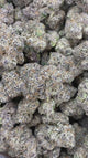 Purple Ghost